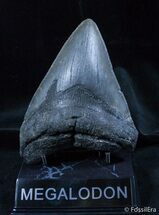 Big Georgia Megalodon Tooth On Stand #1437
