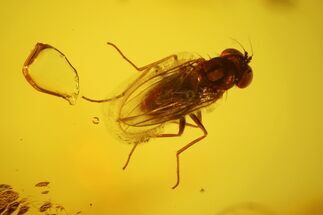 mm Fossil Fly (Diptera) In Baltic Amber - Great Eye Detail #123353