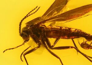 mm Fossil Fly (Diptera) In Baltic Amber - Nice Eye Preservation #123367