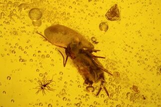 mm Fossil Springtail (Collembola) In Baltic Amber #123405