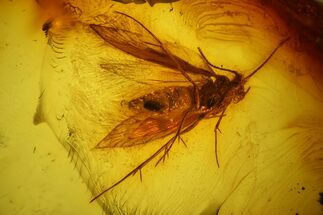 mm Moth (Microlepidoptera) In Baltic Amber #123414