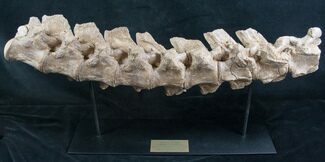 Articulated Platecarpus (Mosasaur) Verts - Kansas #8641
