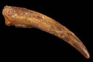 Pterosaur (Siroccopteryx) Tooth - Morocco #123628
