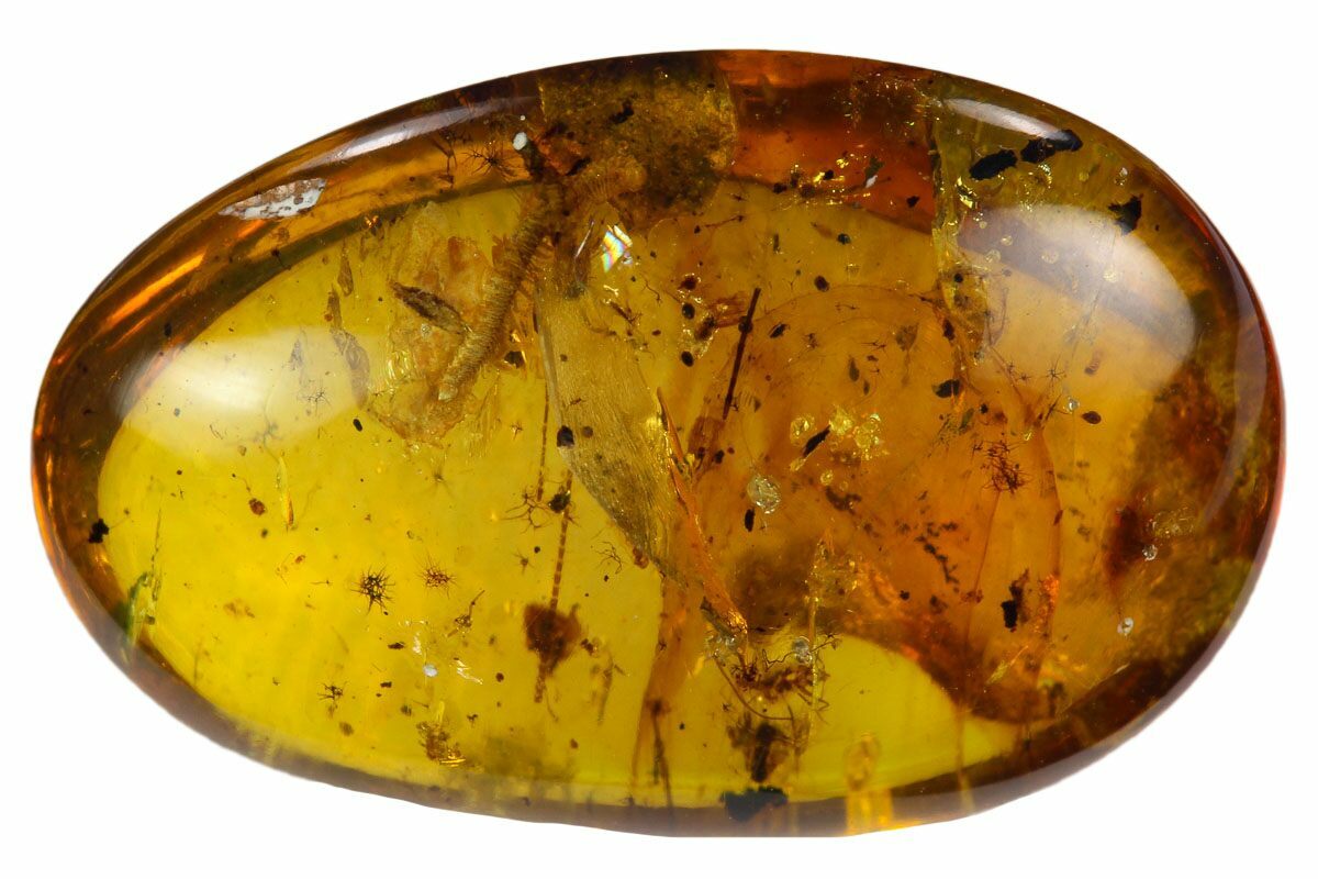 3.52mm Fossil Millipede (Chordeumatida) In Amber - Myanmar For Sale ...