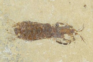 Fossil Mantis Shrimp (Pseudosculda) - Lebanon #123992