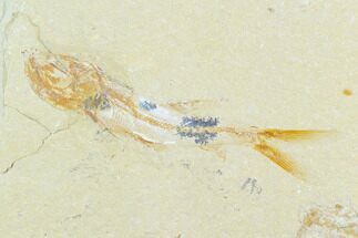 Cretaceous Fossil Fish (Davichthys) And Shrimp - Lebanon #124006