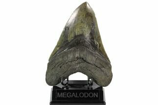 Megalodon Tooth From South Carolina - Very Rare Size #124194