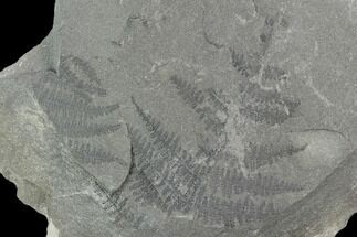 Pennsylvanian Fossil Fern (Pecopteris) Plate - Alabama #123437