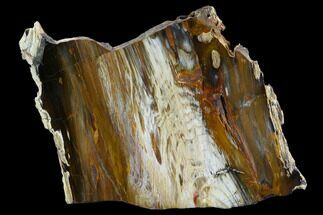 Colorful, Hubbard Basin Petrified Wood Slab #124233