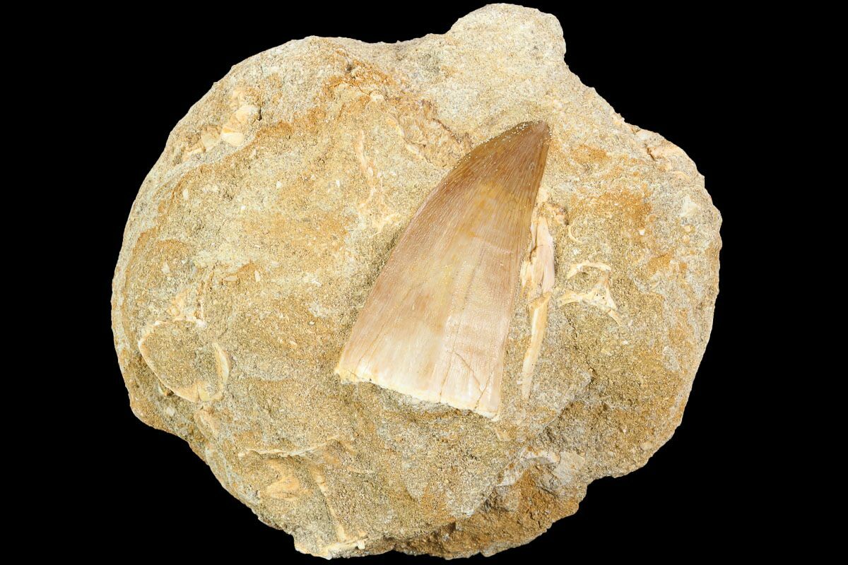 mosasaurus tooth for sale