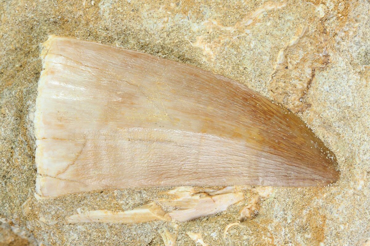 mosasaurus tooth for sale