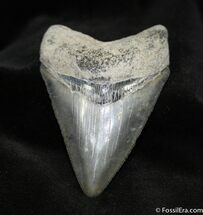 Amazing Venice Florida Megalodon Tooth #1482