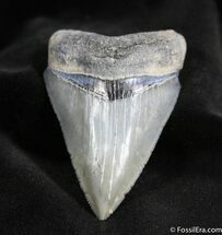Superb Venice Florida Megalodon Tooth ( Inches) #1483