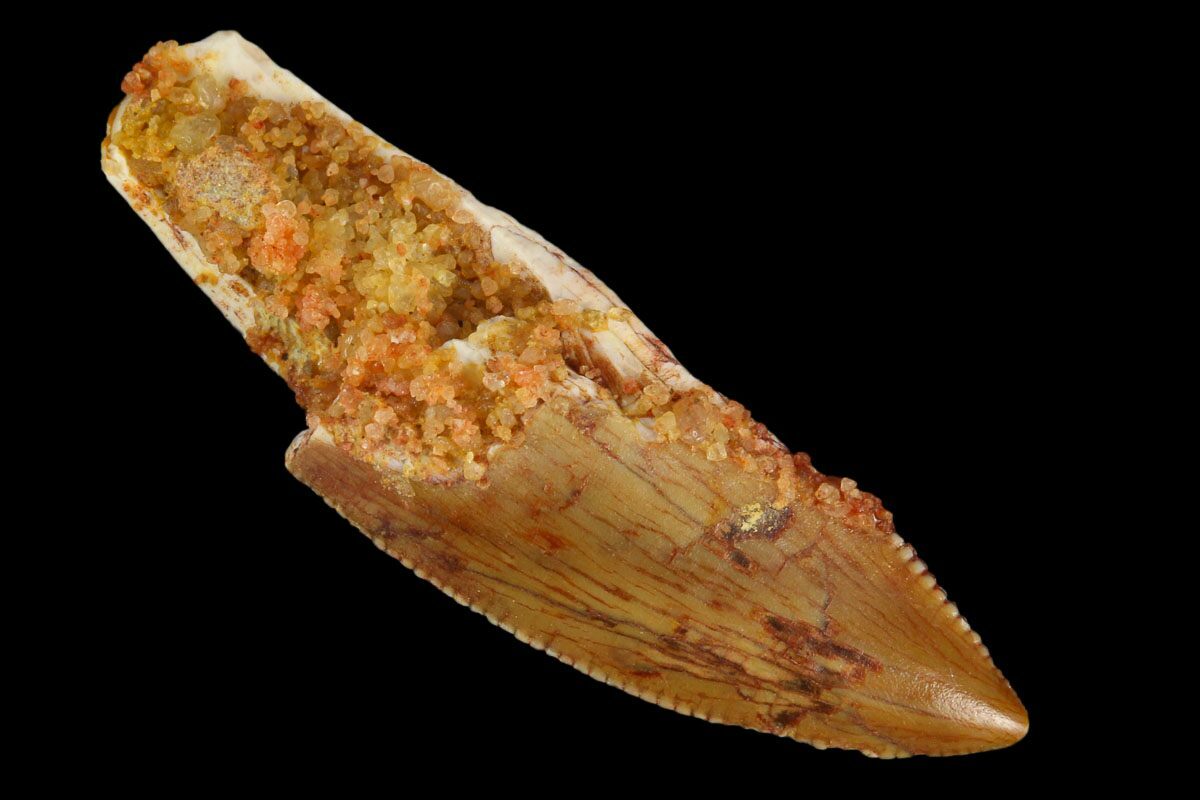 serrated dinosaur teeth