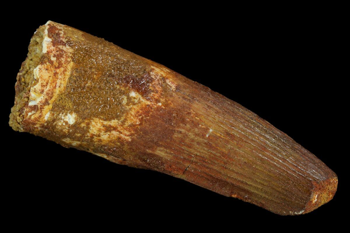 spinosaurus tooth real