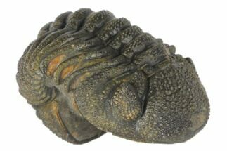 Wide, Bumpy, Partially Enrolled Morocops Trilobite #125150