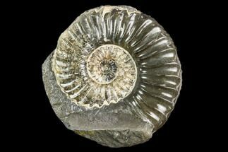 Agatized Ammonite (Pleuroceras) Fossil - Germany #125399