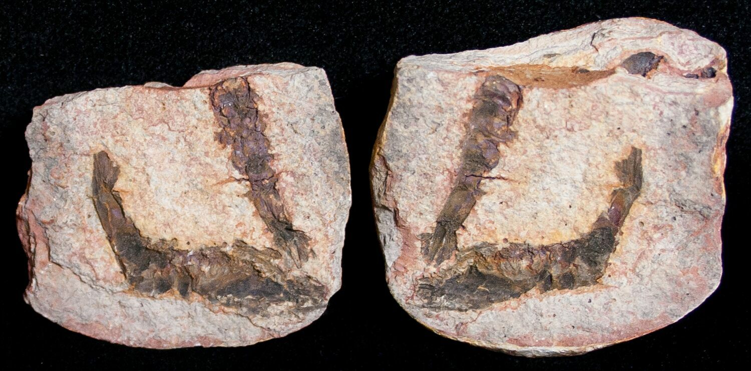 Triassic Fossil Shrimp From Madagascar 8650 For Sale