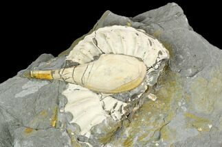 Ammonite (Pleuroceras) & Bivalve Fossil in Rock - Germany #125427