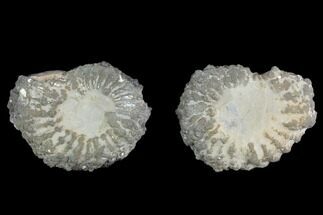 Sliced Pyritized Ammonite (Pleuroceras) Fossil Pair - Germany #125375