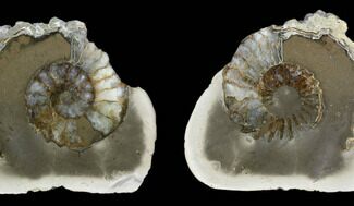 Cut Ammonite (Pleuroceras) Fossil Pair - Germany #125378