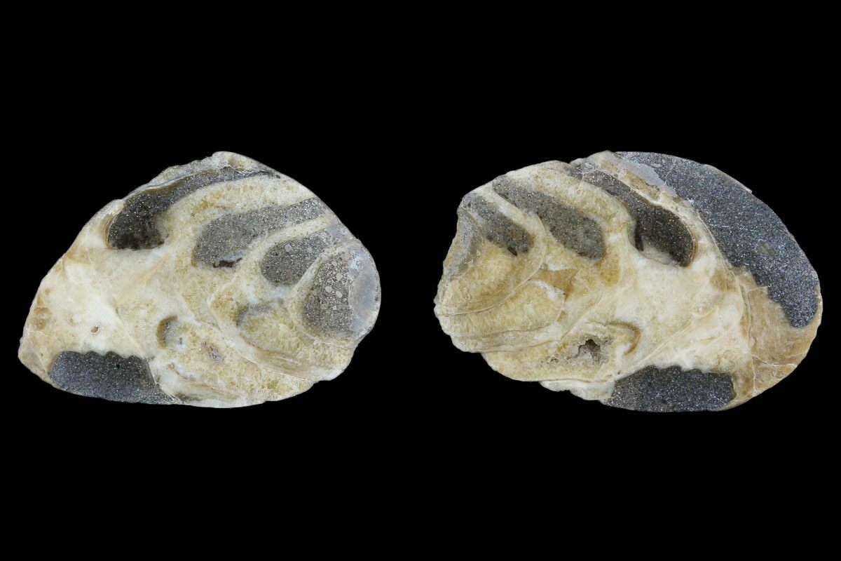 1 6 Cut Polished Gastropod Trochactaeon Fossil Austria 125441 1 6 Cut Polished Gastropod Trochactaeon Fossil Austria 125441