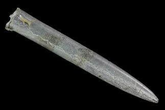 Fossil Belemnite (Acrocoelites) - Mistelgau, Germany #125346