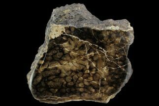 Polished Fossil Stromatolite (Chlorellopsis?) - Wyoming #123429