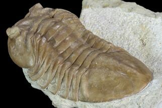 2.65" Asaphus Plautini Trilobite With Exposed Hypostome - Russia - Fossil #125696