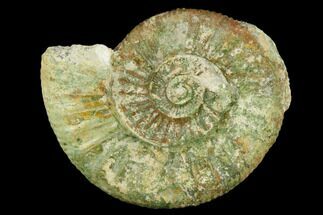 Green Ammonite (Orthosphinctes) Fossil - Germany #125876