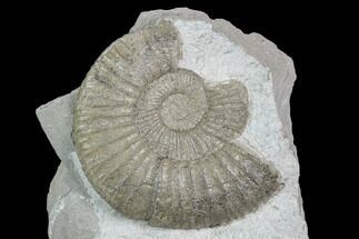 Partial Ammonite (Orthosphinctes) Fossil on Rock - Germany #125614