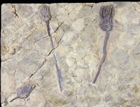 19.5" Crinoid (Encrinus) Plate - Alverdissen, Germany - Fossil #125926