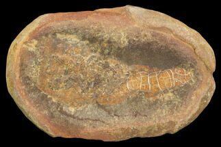 Fossil Spoon Worm (Coprinoscolex) Pos/Neg - Illinois #120977