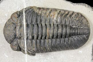 Huge, 4" Pedinopariops Trilobite - Mrakib, Morocco - Fossil #126324
