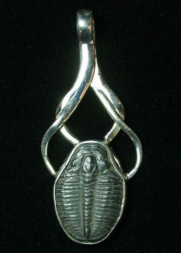 Sterling Silver Elrathia Trilobite Pendant For Sale (#8595) - FossilEra.com