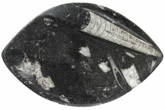 Oval Shaped Fossil Orthoceras Dish - Morocco #123572