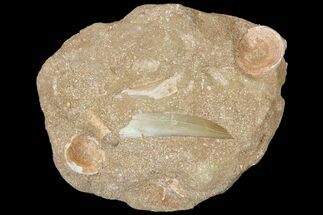 Fossil Plesiosaur (Zarafasaura) Tooth - Morocco #121758