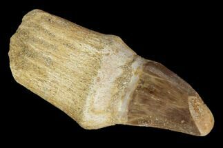 Fossil Rooted Mosasaur (Prognathodon) Tooth - Morocco #116966