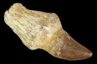 Fossil Rooted Mosasaur (Prognathodon) Tooth - Morocco #116926