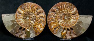 Stunning Polished Ammonite Pair - Agatized #8448
