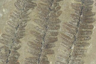 Three Fossil Fern (Pecopteris) Fronds - Mazon Creek #121086