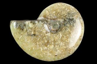 Polished, Agatized Ammonite (Cleoniceras) - Madagascar #119225