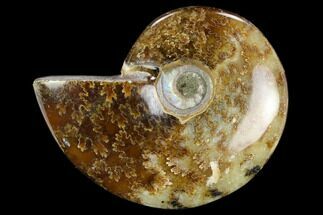 Polished, Agatized Ammonite (Cleoniceras) - Madagascar #119228