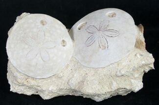 Beautiful Fossil Sand Dollars - France #8819