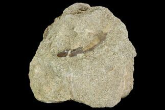 Bargain, Fossil Plesiosaur (Zarafasaura) Tooth - Morocco #127425
