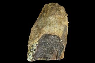 Triceratops Shed Tooth - Bowman, North Dakota #128508