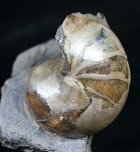 Iridescent Nautilus From South Dakota #8966