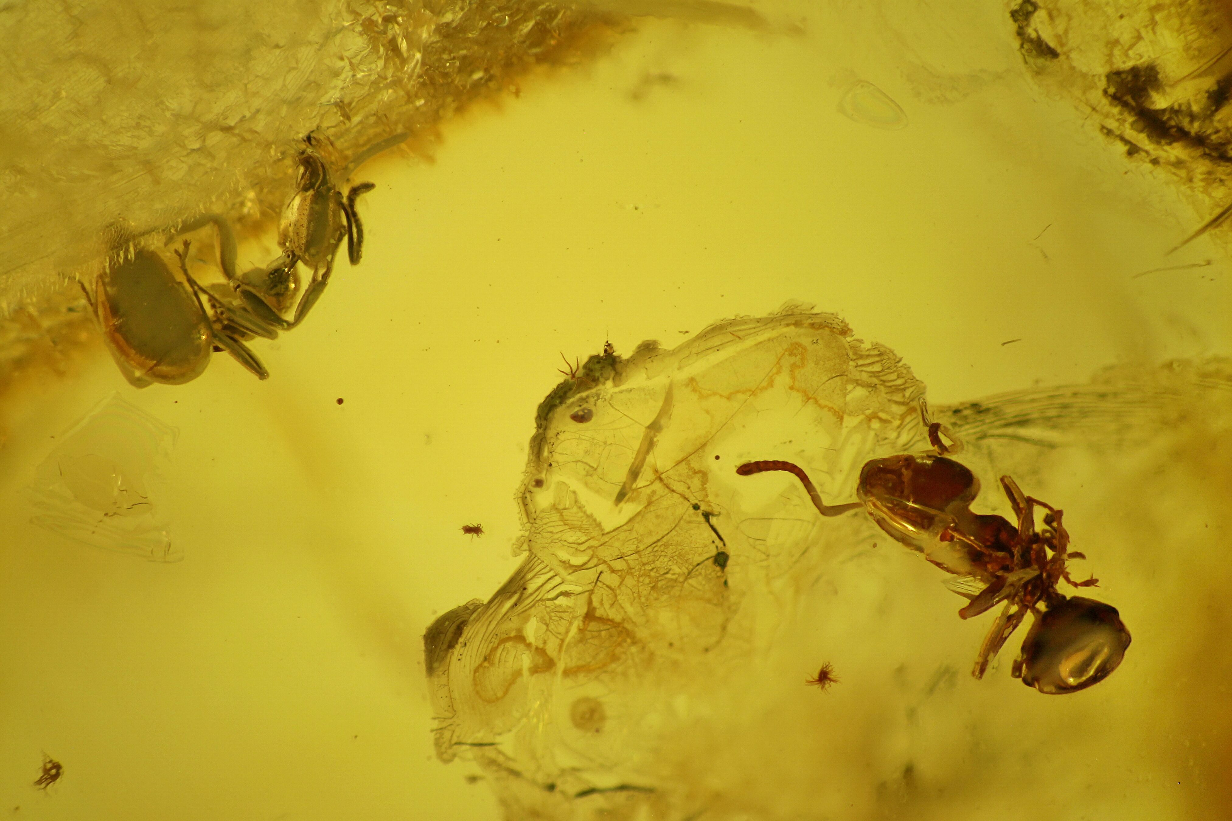 Two Detailed Fossil Ants Formicidae In Baltic Amber For Sale 128325   Family Formicidae 