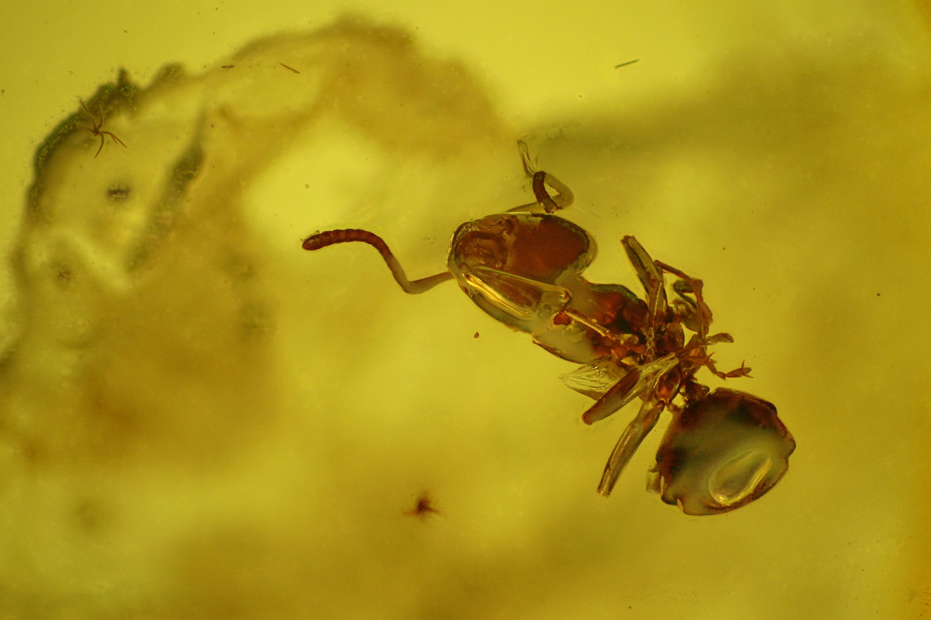 Two Detailed Fossil Ants Formicidae In Baltic Amber For Sale 128325   Family Formicidae 