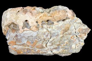 Unprepard, Oreodont (Merycoidodon) Jaw Section - South Dakota #128129
